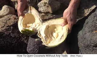 The open, green coconut has a lot
                  of pulp, which is soft, just like food