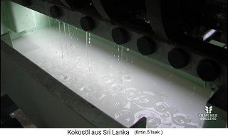 Coconut oil is collected in a big basin