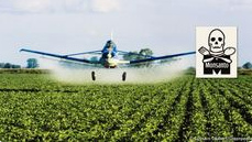 GM (genetically
                        modified) soy plantation with pesticides, and
                        the rain forest is destroyed for this