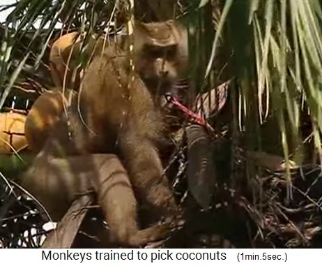 El mono de coco est� en la corona
                  de la palmera con los cocos