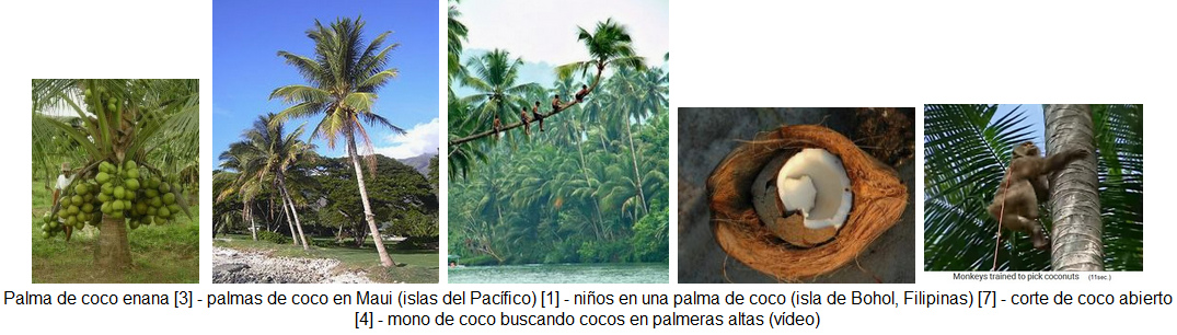 Kokospalmen, Kokosnuss und Kokosaffe f�r die
                Ernte