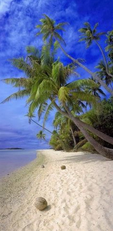 Braune
                        Kokosn�sse am Strand