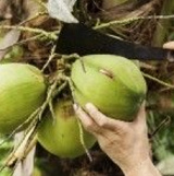 Gr�ne
                  Kokosnuss wird abgeschnitten