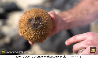 Jede
                  Kokosnuss hat ein "Gesicht" mit 2 Augen und
                  einem "Mund"