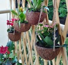 Rohe Kokosnuss wird zu einem
                  h�ngenden Blumentopf