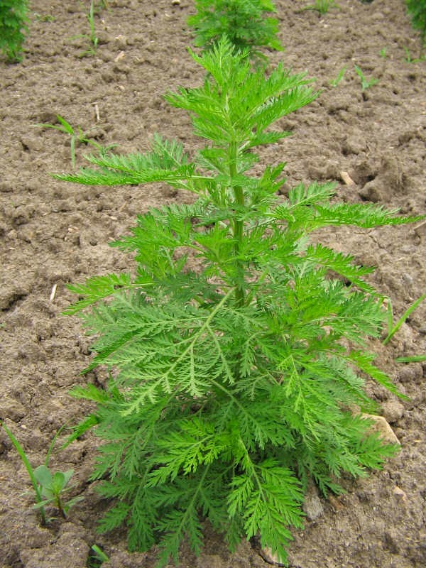 Artemisia Annua (Einj�hriger Beifuss)