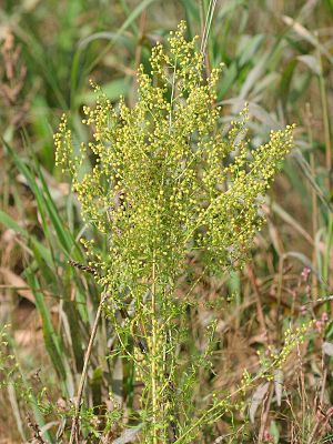 Artemisia Annua (Einj�hriger Beifuss) in
                    Bl�te