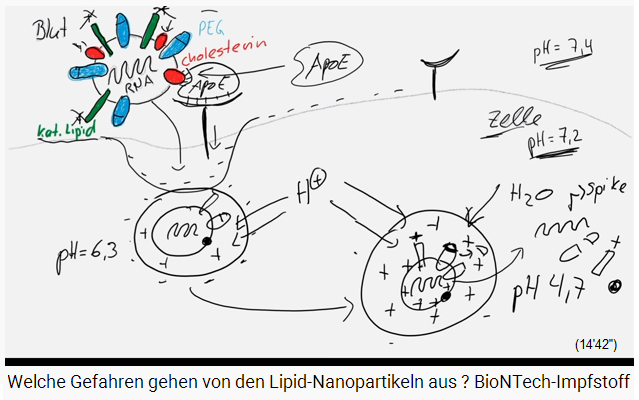 Slide 6e (drawing): The vesicle bursts with
                the influx of water and the mRNA and lipids are free in
                the cell
