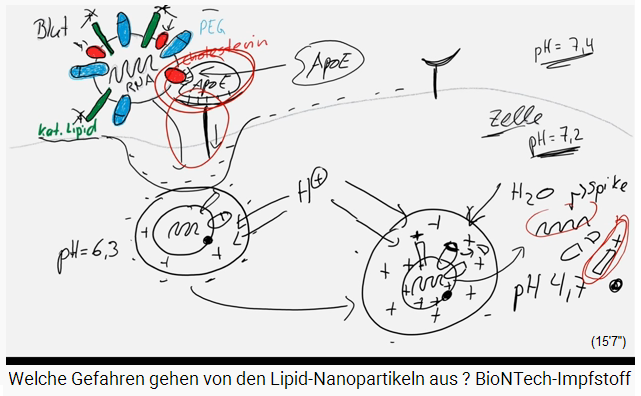 Slide 6f (drawing): The burst vesicle
                              in the cell: Toxic substances are circled:
                              the cationic lipid and the mRNA