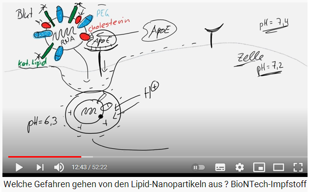 Slide 6c: Drawing: The spike
                protein is in the cell with a pH of 6.3