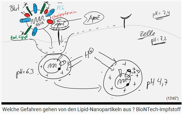 Slide 6d (drawing): The vesicle has pH 4.7, is
                positively charged and the cholesterol cap was split
                off