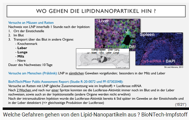 Slide 7a: Where do
                  the lipid nanoparticles go? The lipid nanoparticles
                  (in purple colored) mainly affect the liver and
                  spleen