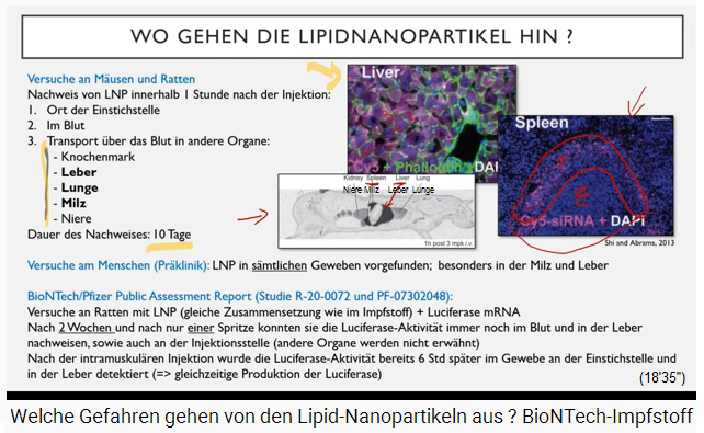 Folie 7: Wo gehen die
                Lipidnanopartikel hin? Die Lipidnanopartikel (violett
                eingef�rbt) befallen v.a. Leber und Milz