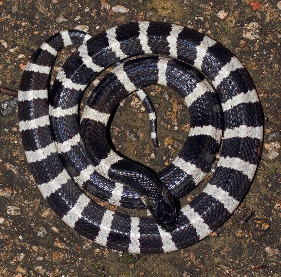 Serpent Bongare rayé (Krait -
                  lat.: Bungarus multicinctus)