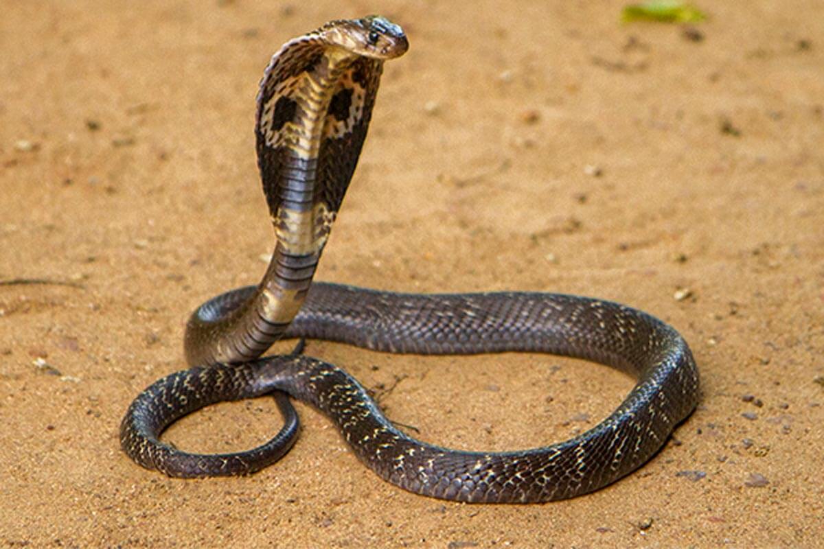 cobra real china (lat.: Ophiophagus hannah)