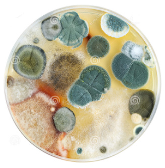 Petrischale mit Bakterien+Pilzen