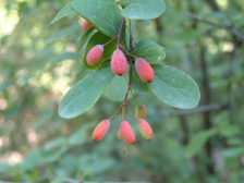 cocimiento del agracejo