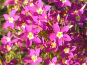 Tee mit Schkuhria pinnata
                                    (Span.: canchalagua) gegen Koliken
                                    mit Bl�hungen