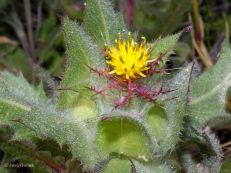 Cardo santo [tb.
                                              cardo bendito]