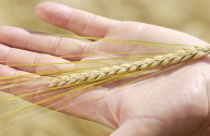 Gerste
                        auf einer Handfl�che