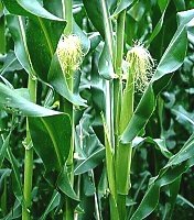 Maishaar zur Heilung von weissem
                          Ausfluss, Rheuma und H�morrhoiden