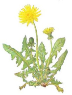 L�wenzahn, ein Element
                            gegen Blutarmut (An�mie)