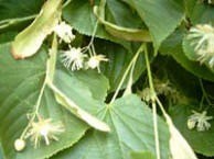 Lindenbl�tentee
                          st�tzt die Nerven, wirkt gegen Kopfschmerzen
                          und gegen Migr�ne