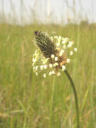 Wegerich
                            hat viele gute Wirkungen