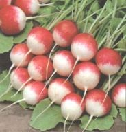 Radieschensaft gegen
                                    Mandelentz�ndung nach jeder
                                    Mahlzeit