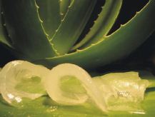 Aloe Vera, frisch
                        geschnittene Gelstreifen aus den Kaktusbl�ttern,
                        gegen Schuppen