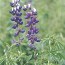 Anden-Lupine
                            (Span.: Tarwi molido, chocho, lat.: Lupinus
                            mutabilis), ein Teil des Sch�nheitsbads