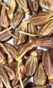 Anistee mit Leinsamen
                                    gegen Koliken mit Bl�hungen