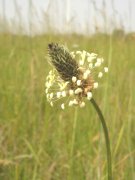 Wegerich
                          hat viele gute Wirkungen
