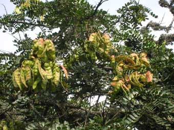Saft des
                                      F�rberstrauchs gegen
                                      Mandelentz�ndung