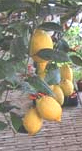 Jugo de lim�n contra amigdalitis
                              despu�s de cada comida