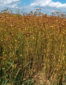 Linaza con c�psulas