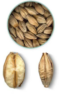 Granos de cebada