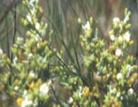 Flor de arena / t� indio,
                            plantas