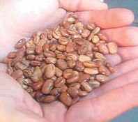 Habilla, las
                                        semillas