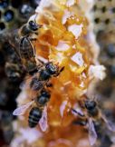 miel de abeja tiene muchos
                          efectos bonitos