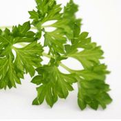 Perejil
                                          estimula la potencia