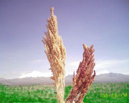 Plantas de quinua, las semillas son
                            parte de la bebida para promover la leche de
                            la madre