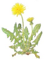 Diente de le�n, un elemento
                          contra anemia