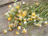 Manzanilla:
                            Infusi�n de manzanilla sirve a los nervios,
                            contra dolores de cabeza, contra jaquecas