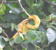 Pacay con frutas,
                                        para purgante suave, el polvo de
                                        sus pepas en bebidas, p.e.
                                        contra alcoholismo