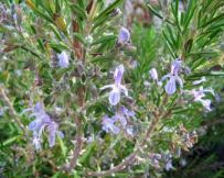 Romero estimula
                                          la potencia sexual