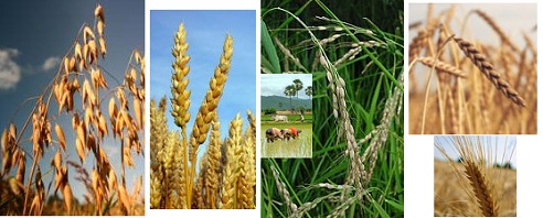 Cereals, for example oat, wheat, rice and
                          rice harvest, spelt, and rye