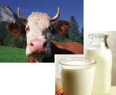 Blutgruppe 0 ist die einzige Blutgruppe, die die
                  meisten Kuhmlichprodukte gut vertr�gt, weil der
                  Grundaufbauzucker bei der Blutgruppe B das
                  D-Galactosamin ist, derselbe Zucker wie in der
                  Kuhmilch.