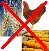 Weizen, Mais und Poulet sind f�r Blutgruppe B
                  sch�dlich.