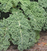 Much
                        vitamin K can be found in kale